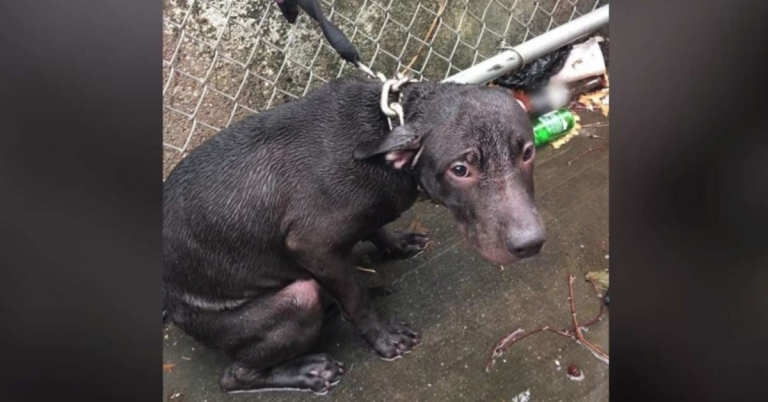 Un officier trouve un chien attaché sous la pluie froide et décide de lui donner un foyer pour toujours