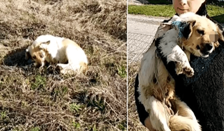 Aveuglée par l’agresseur, elle a tendu la patte et supplie la femme d’enlever la blessure