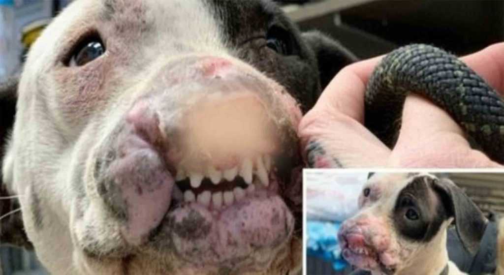 Chien amical avec un visage mutilé et pas de narines laissées pour mortes dans un parc local