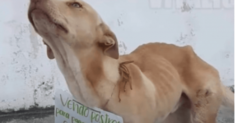 Chien errant qui a supplié les gens d’acheter des beignets pour financer ses frais de chirurgie, il est maintenant au paradis