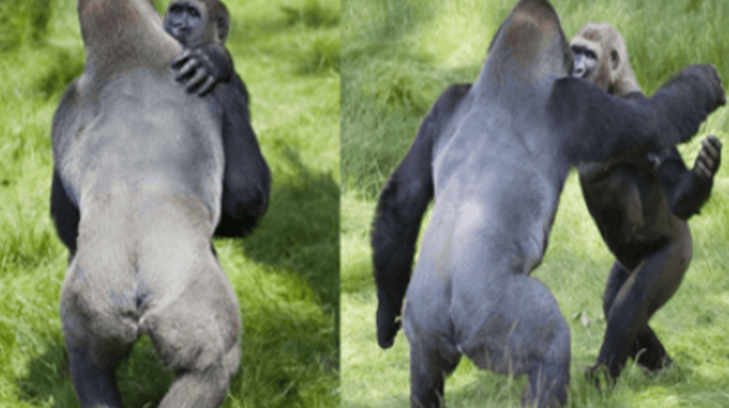 Moment émouvant de deux gorilles qui s’enlacent après avoir été séparés pendant 3 ans