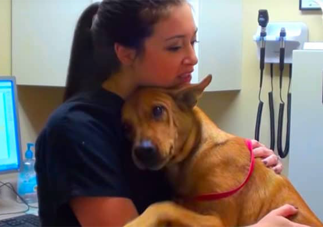 Chien sauvé 5 minutes avant d’être abattu donne maintenant les meilleurs câlins