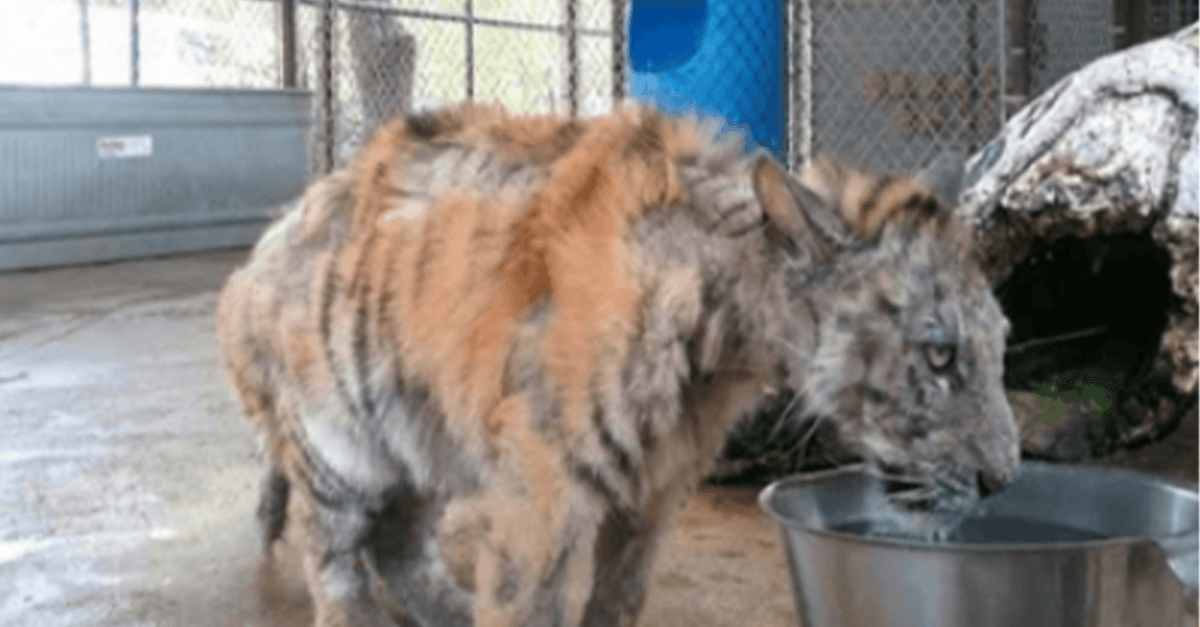 Un petit tigre négligé est sauvé d’un cirque et fait un incroyable rétablissement