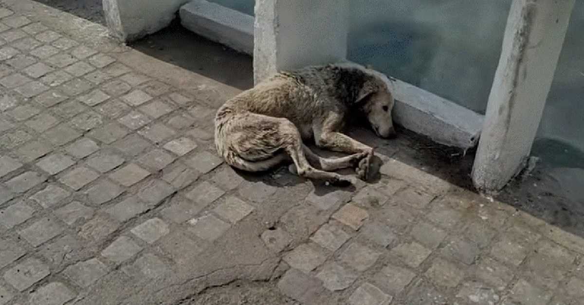 Un chien blessé au cou se couche pour mourir mais l’aide est en route