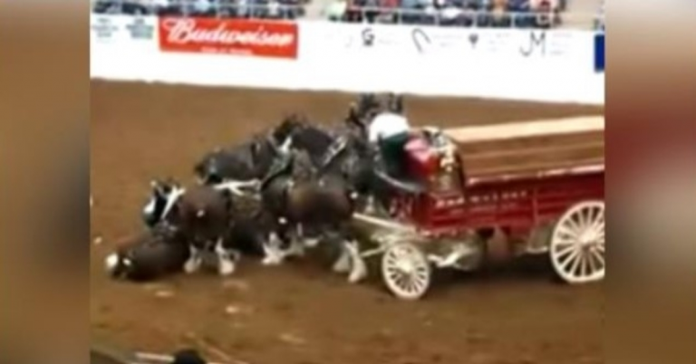 Les chevaux de Clydesdale s’effondrent pendant le spectacle d’arène et se relèvent magnifiquement après la chute