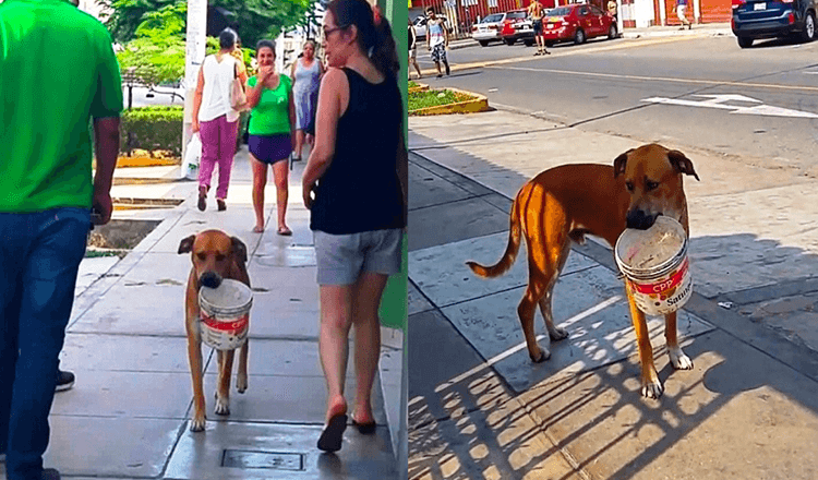 Un chien errant assoiffé ramasse et vide son seau et supplie les gens d’avoir de l’eau