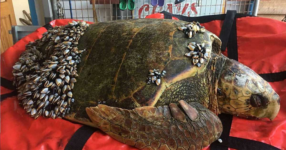 Un pêcheur trouve une tortue flottant sur l’eau avec des balanes couvrant tout son corps