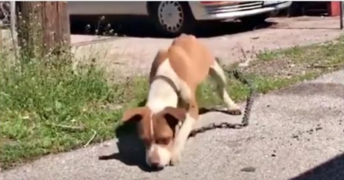 Stray traîne son corps maigre avec une chaîne assez lourde pour remorquer une voiture