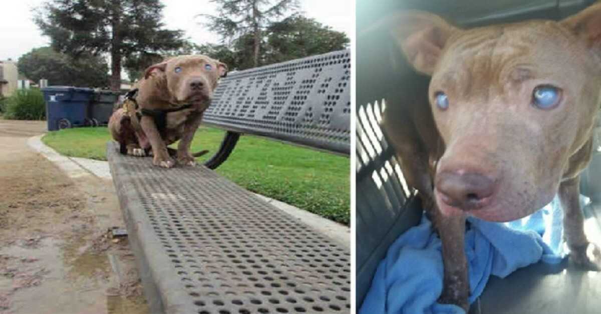 Pitbull aveugle abandonnée sur un banc de parc après avoir accouché obtient enfin l’amour qu’elle mérite