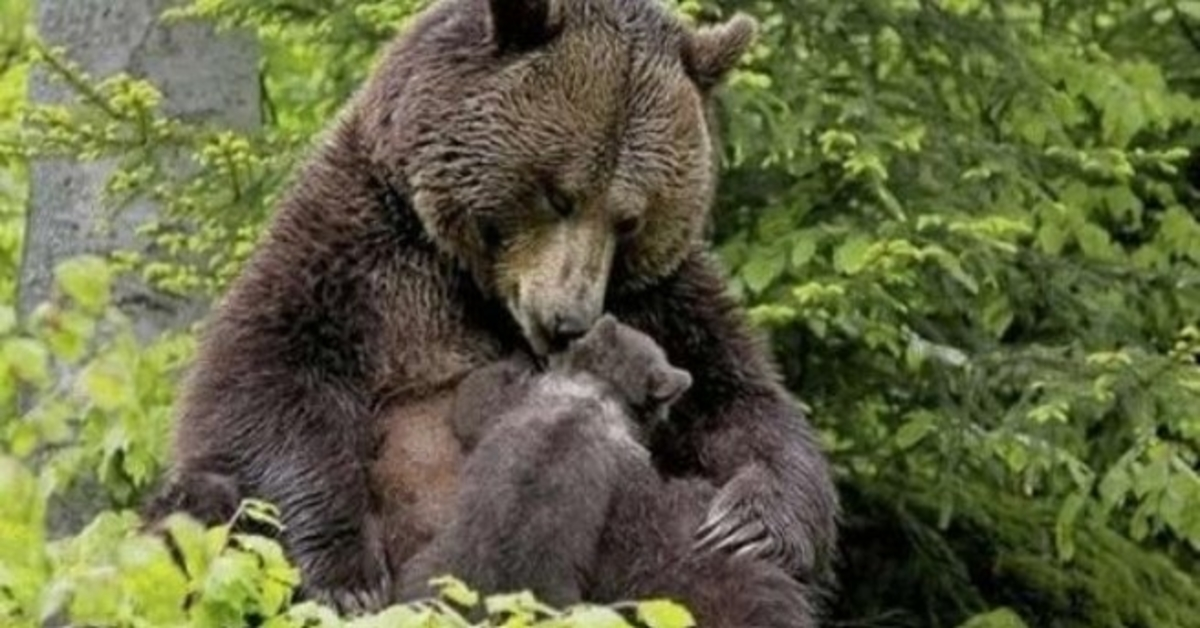 L’ours a amené son ourson à la fille pour qu’elle retire l’écharde de sa patte