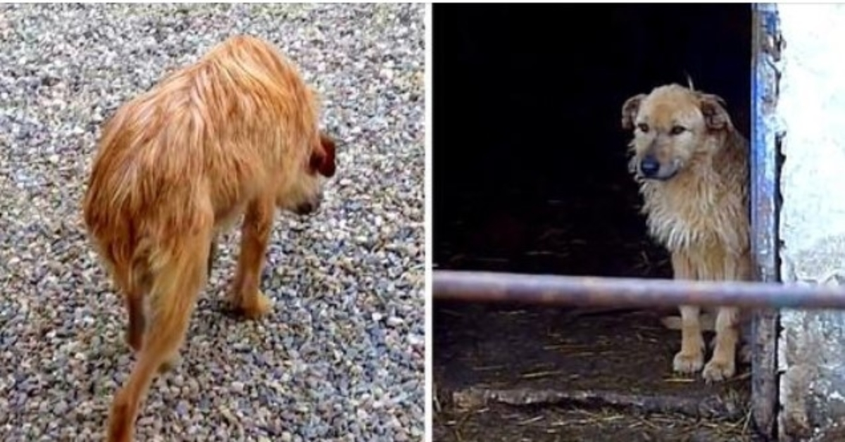 Un chien triste qui marchait la tête baissée et la queue repliée obtient une seconde chance