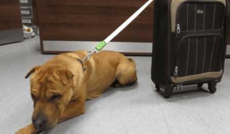 Un chien a été abandonné à la gare avec une valise pleine de ses effets personnels