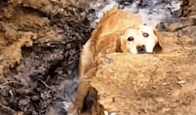 Un chien disparu a été retrouvé coincé au bord d’une rivière, mais sa mission de sauvetage prend une mauvaise tournure