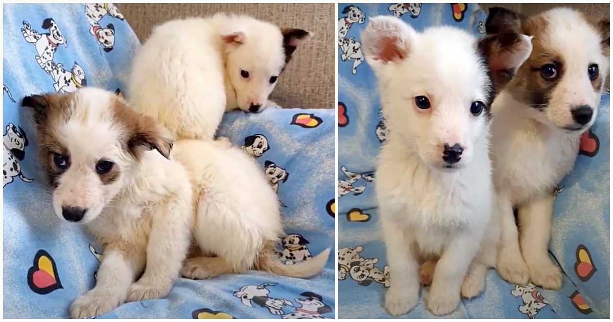 Tremper les chiots mouillés se blottissent pour se réchauffer après avoir gelé dans la neige