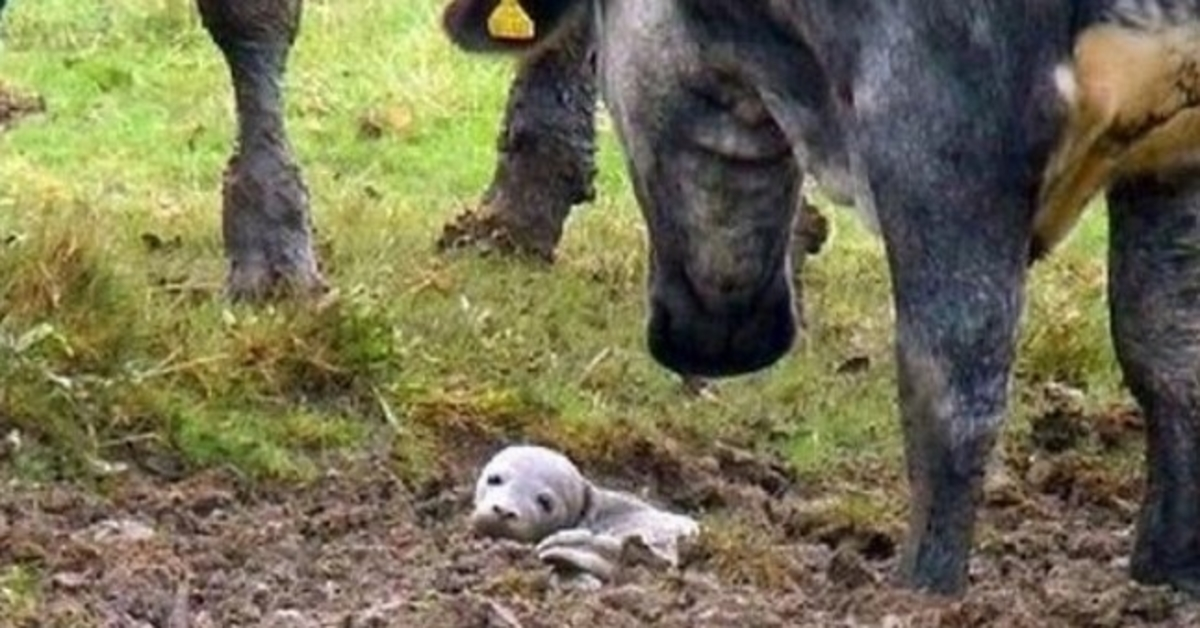 Un homme trouve un chiot mourant enterré vivant dans le sol, mais ce n’est “pas du tout un chiot”