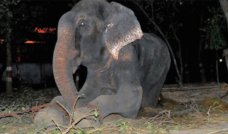 L’éléphant Raju pleure après avoir été sauvé de 50 ans de souffrance dans les chaînes