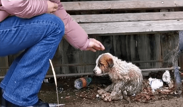 Une femme a retenu ses sanglots alors qu’elle tendait la main vers un chiot recouvert de boue et de déchets