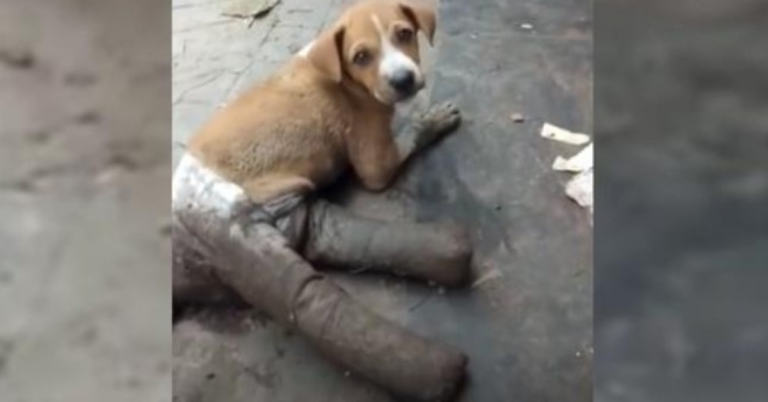 Ce chiot avait les jambes bandées avant d’être abandonné dans la rue