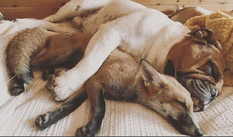 Rescue Fox et un bouledogue deviennent inséparables et forment une véritable amitié “Le renard et le chien”