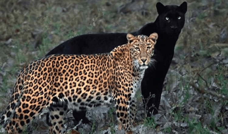 Un photographe capture une photo incroyable d’un couple léopard et panthère noire