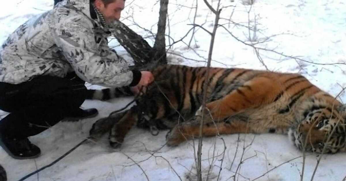 Wild Tiger est venu demander de l’aide pour se débarrasser de la corde autour du cou