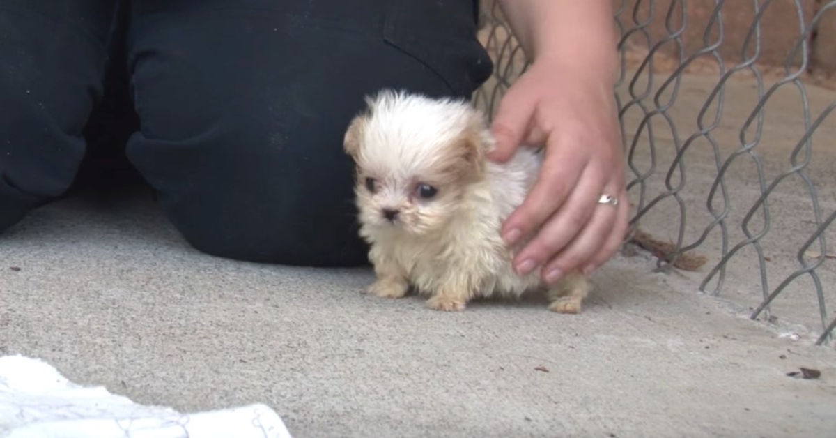 Un chien sauvé d’une usine à chiots est présenté à un ami pour signaler un “nouveau départ”