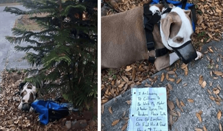 Un homme attache un chien à l’arbre de son voisin au milieu de la nuit avec un message puis quitte la ville