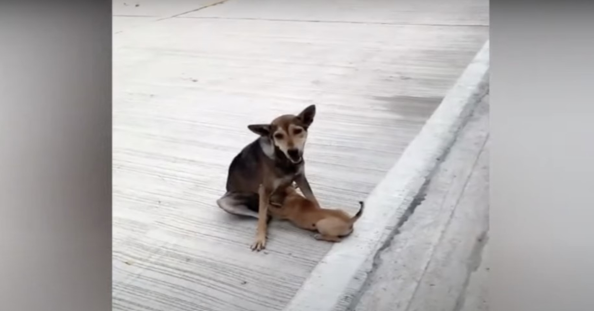 Une chienne des rues fracturée a toujours allaité et aimé ses bébés du mieux qu’elle pouvait