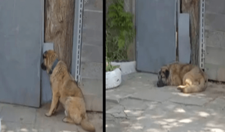 Ce chien refuse de quitter la porte après que son propriétaire l’ait expulsé parce qu’il était trop “gentil”