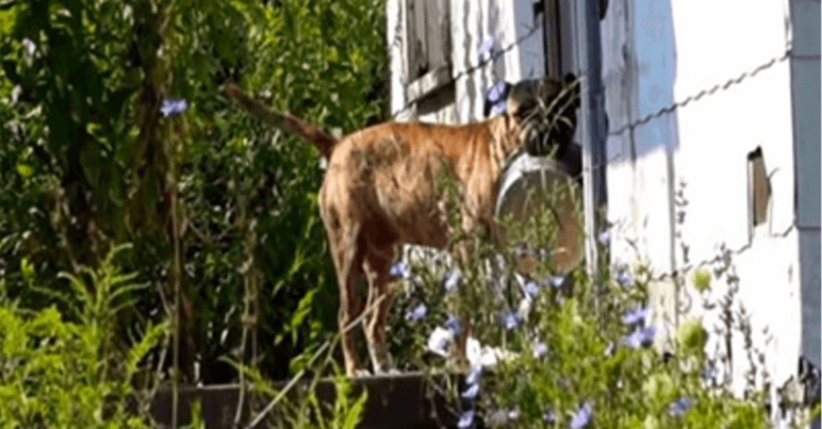 Un chien abandonné transporte un bol vide de porte en porte en espérant que quelqu’un le nourrisse