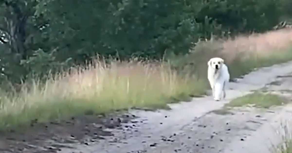 Ils perdent espoir de retrouver leur animal de compagnie quand un gros chien blanc apparaît sur la route