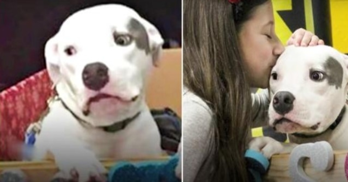 Un pit-bull maltraité revoit son frère et le supplie de réconforter son esprit brisé