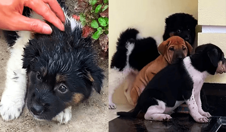 Un chiot errant intelligent suit l’homme à la maison et l’amène ensuite à aider ses amis errants