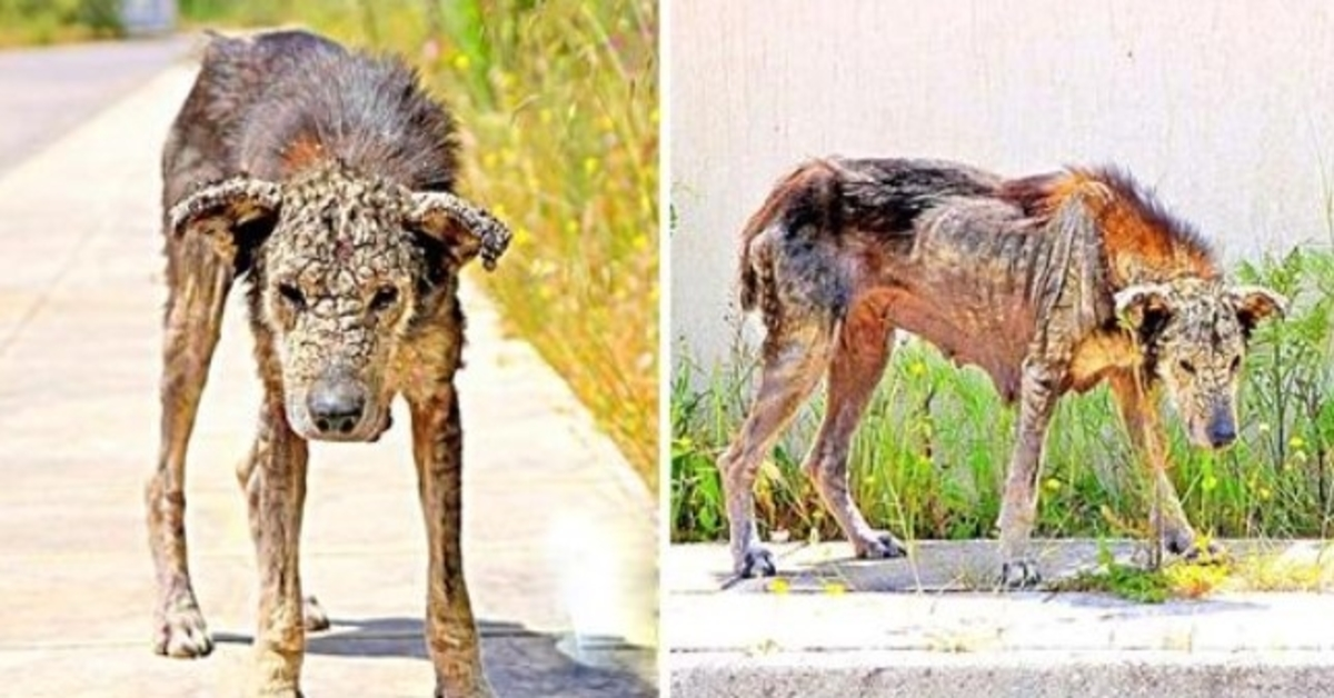 Le corps d’un chien mal aimé devient dur comme de la pierre, il perd toute mobilité et attend de mourir