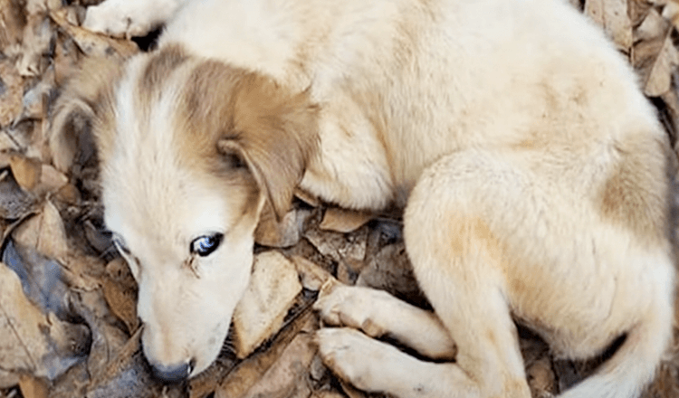 Un chiot aux yeux bleus épuisé de vie n’avait plus d’énergie pour s’asseoir ou bouger