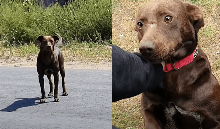 Un chien triste attend chaque jour au même endroit que quelqu’un le sauve