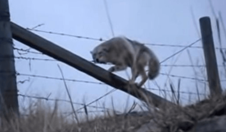 Un homme sauve un coyote coincé dans une clôture de barbelés