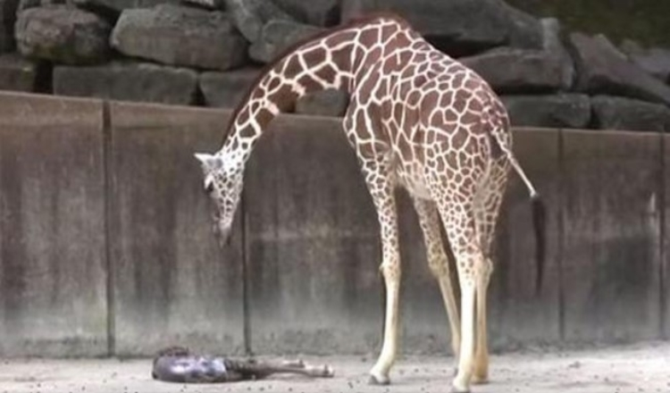 Maman girafe surveille tout signe de vie chez son nouveau-né épuisé