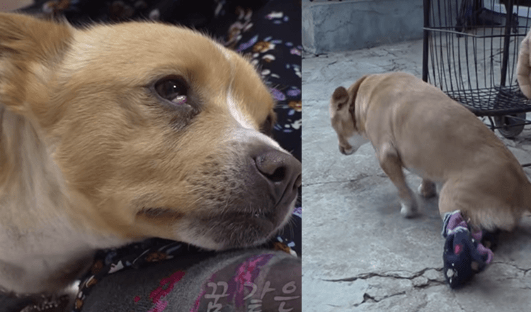 Le chien paralysé d’une pauvre femme est emmené et elle s’est effondrée sur le sol en larmes