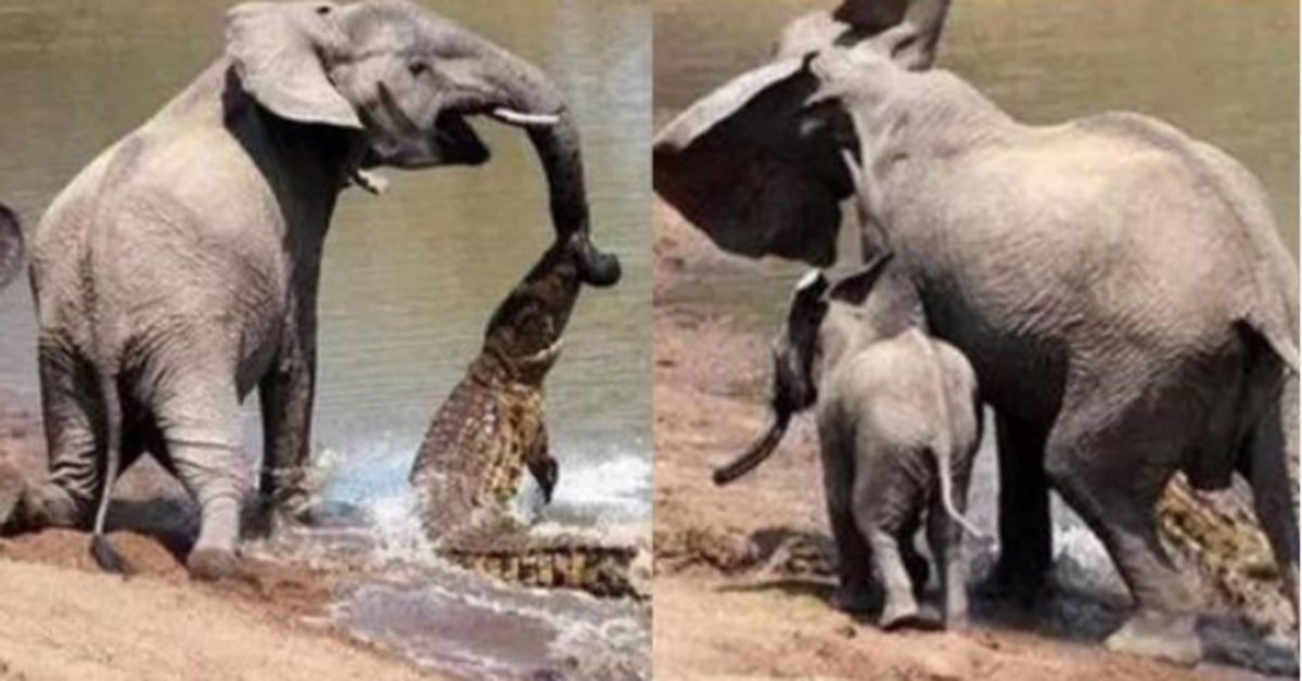 Une mère éléphant sauve son bébé d’une attaque mortelle de crocodile grâce à une astuce géniale