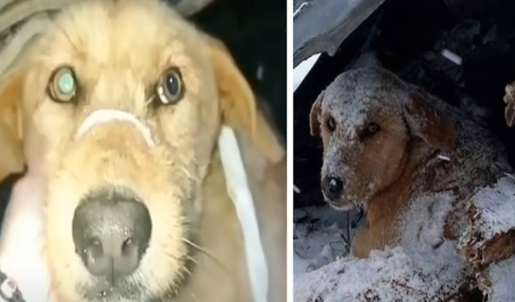 Un chien qui a été abattu était assis, frissonnant tout seul dans la neige froide