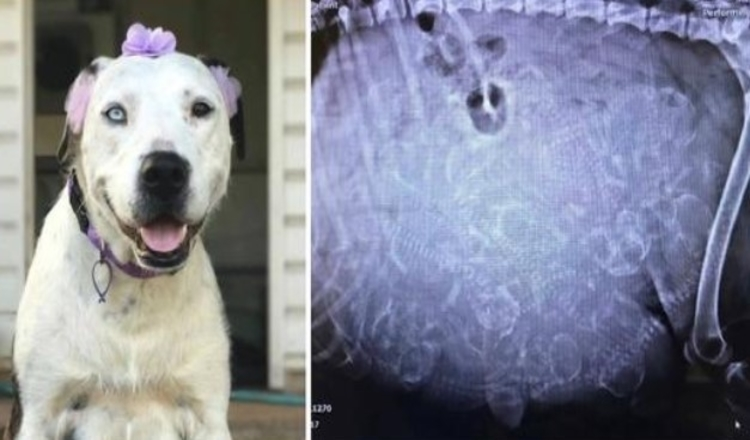 Une pitbull enceinte est larguée par son propriétaire, puis un refuge voit des chiots “innombrables” sur une radiographie de l’utérus