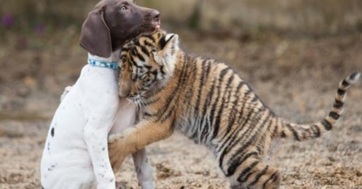 Un bébé tigre rejeté par sa mère trouve du réconfort auprès de son meilleur ami chiot