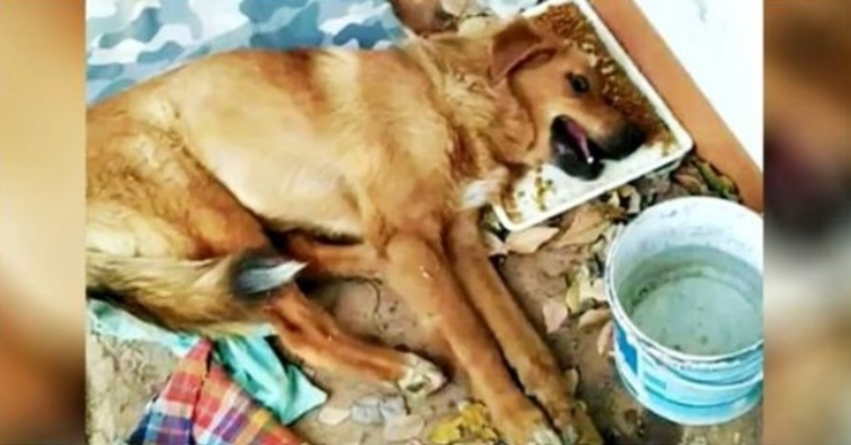 Pas un chien assisté par l’âme abandonné avec des jambes cassées, il a pleuré et personne ne l’a dérangé