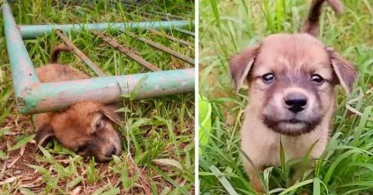 Stray Pup s’est retrouvé coincé sous une porte en hurlant de douleur, jusqu’à ce qu’il s’évanouisse