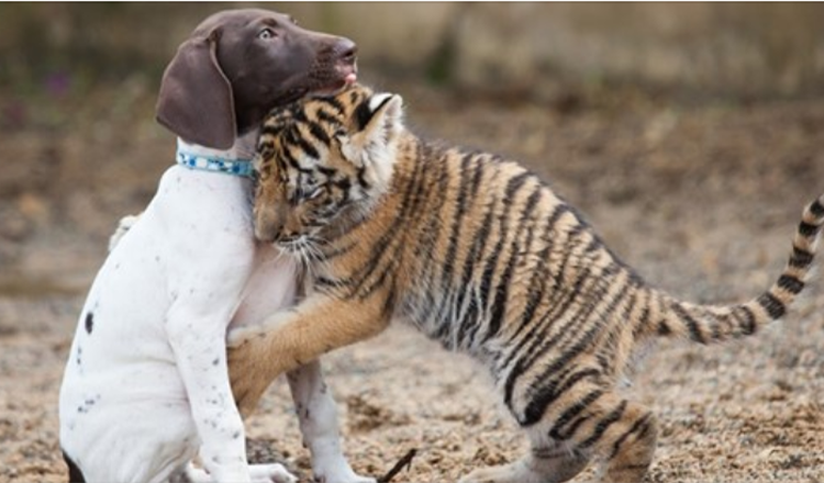 Tiger Cub rejeté par sa mère trouve un meilleur ami dans un chiot