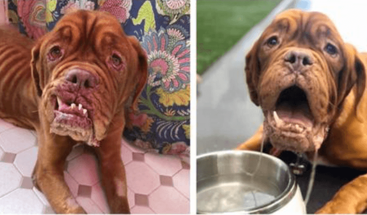 Un dogue français atteint d’un cancer en phase terminale trouve enfin un foyer aimant pour passer le reste de ses jours