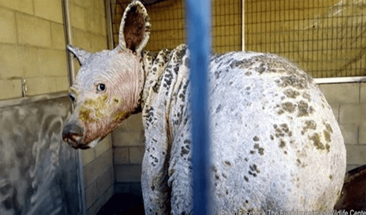 Un jeune ours atteint de gale sévère trouvé en Californie en train de creuser dans des ordures