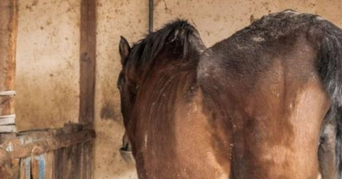 Un cheval affamé avait trop peur de regarder ses sauveteurs dans les yeux