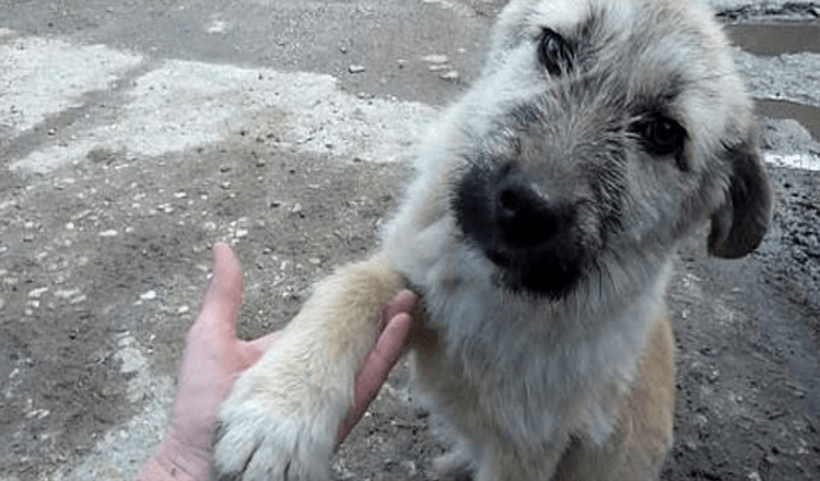 Le moment spécial où un chiot errant serre la main du sauveteur après lui avoir sauvé la vie!